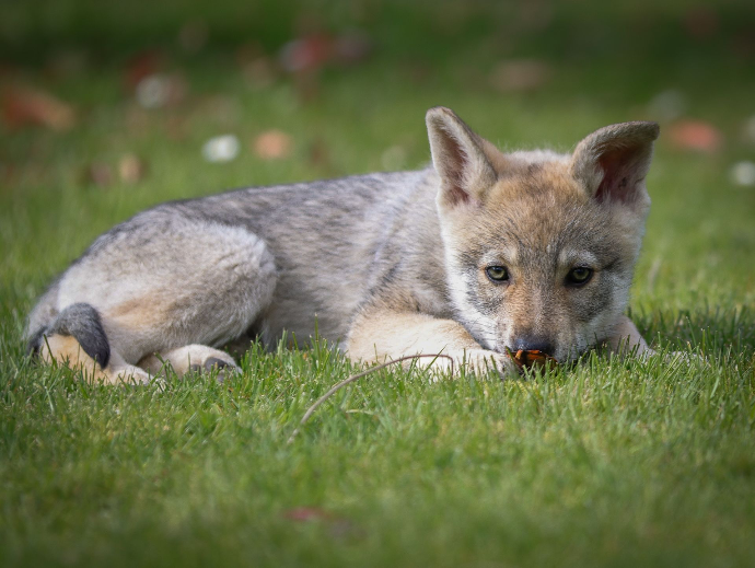 photo chiot Chien Loup de Sarloods