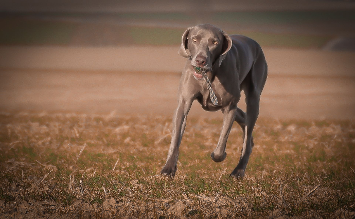 photographie chien Braque de Weimar