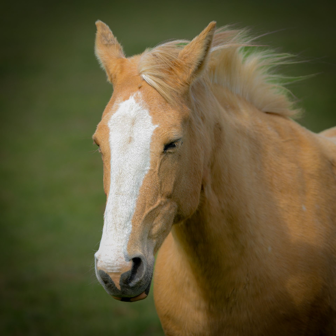 photographie cheval