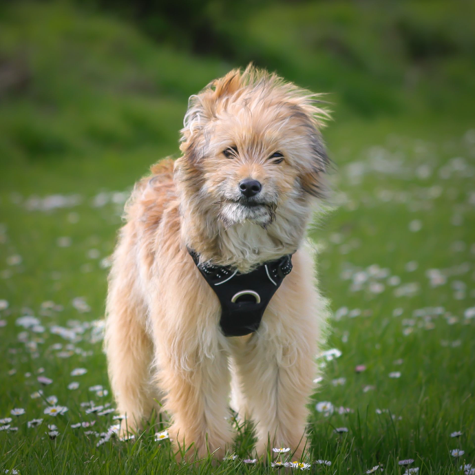 photographie chien