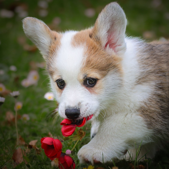 photos chiot corgis