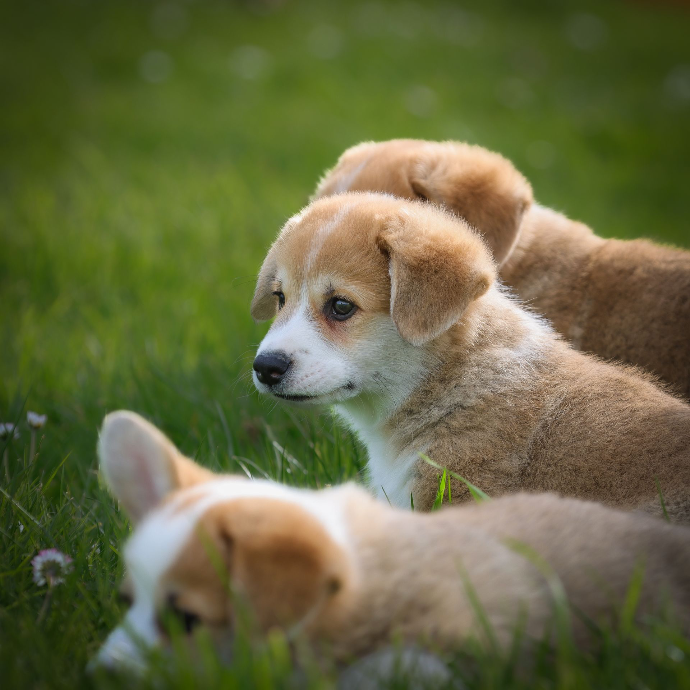 Photos d'animaux de compagnie