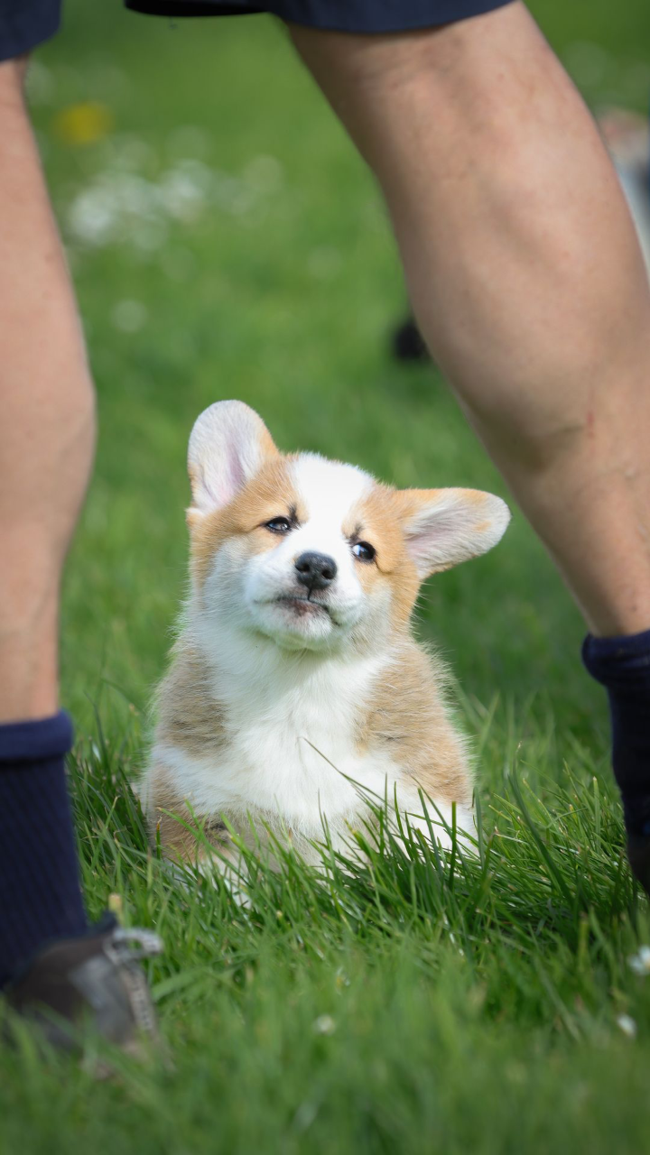 photographie de chiot Corgi montrant le cadre naturel