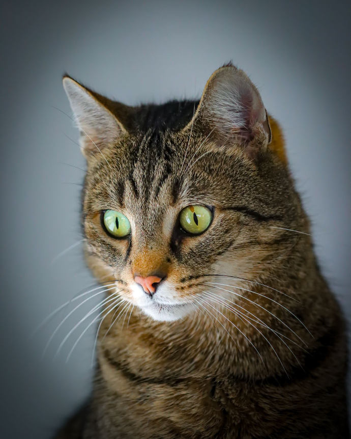 Photographie portrait d'un chat