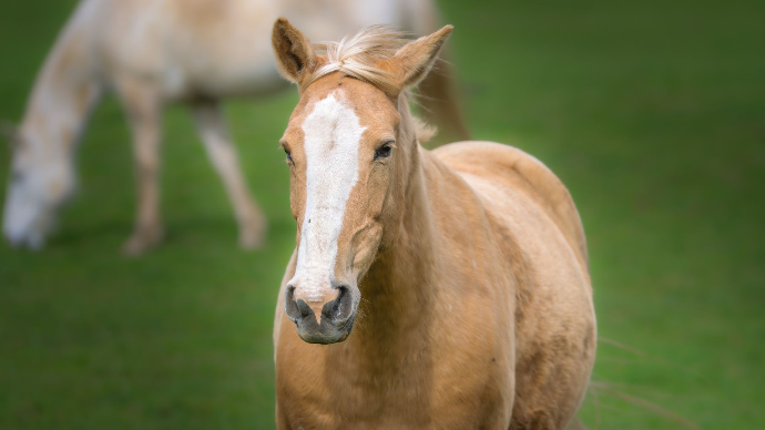 Photographie d'un cheval sauvage