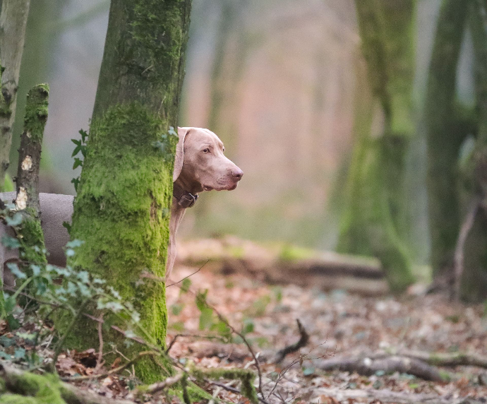 Photographie d'un animal de compagnie